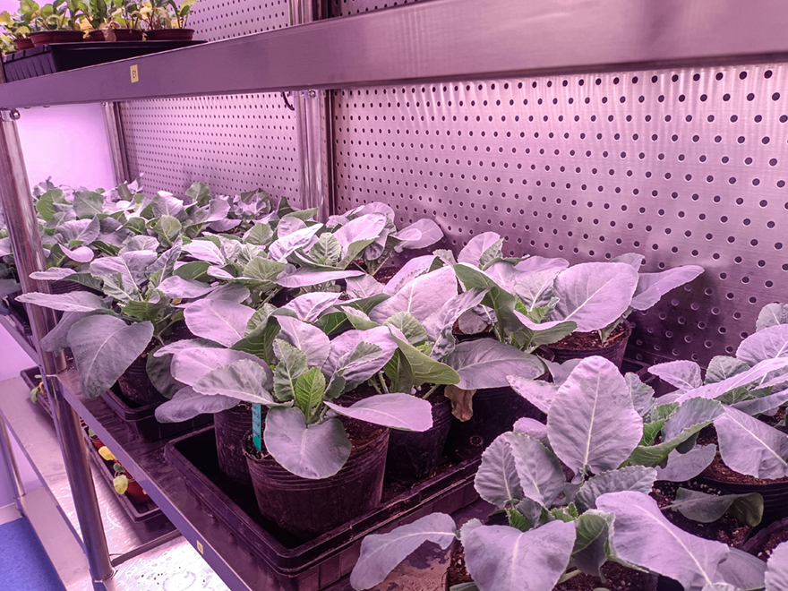 北京農林科學院蔬菜研究所1.jpg